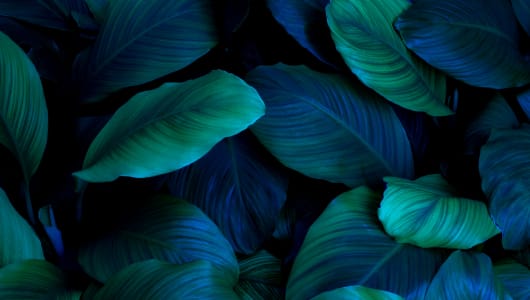 Rewiring the Financial System to Deliver A Net-Zero Economy logo