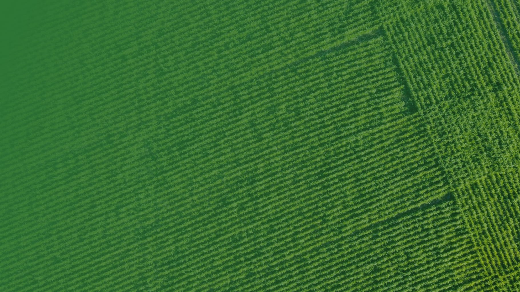 The Race for Global Food Security logo